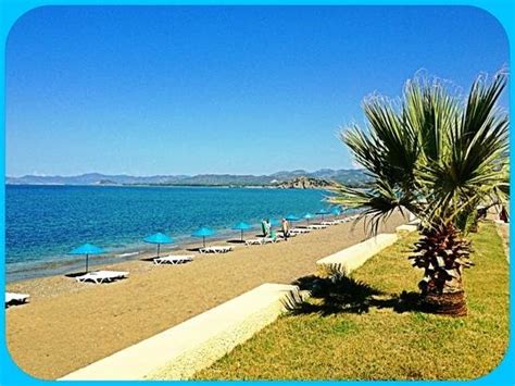 calis forum